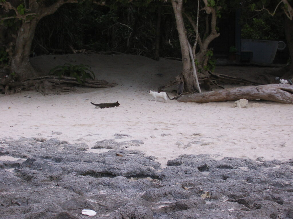 竹富島カイジ浜の猫たち