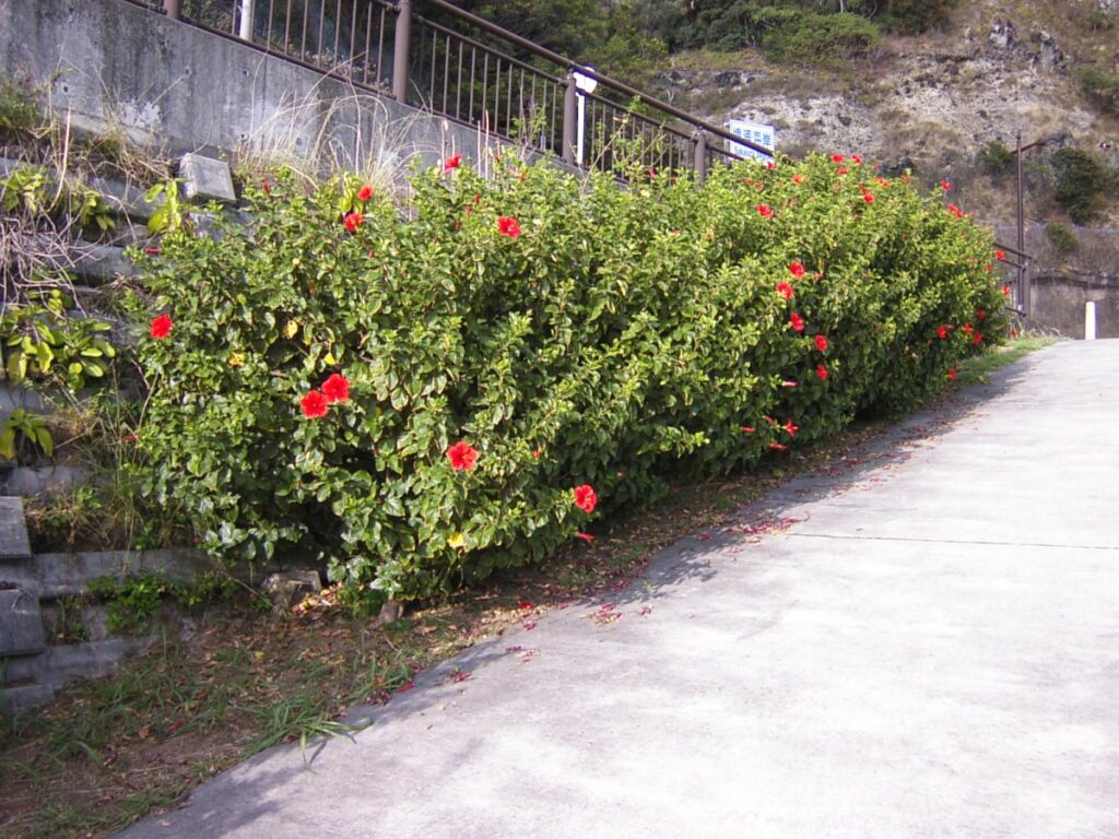 父島の道端に咲くハイビスカス
