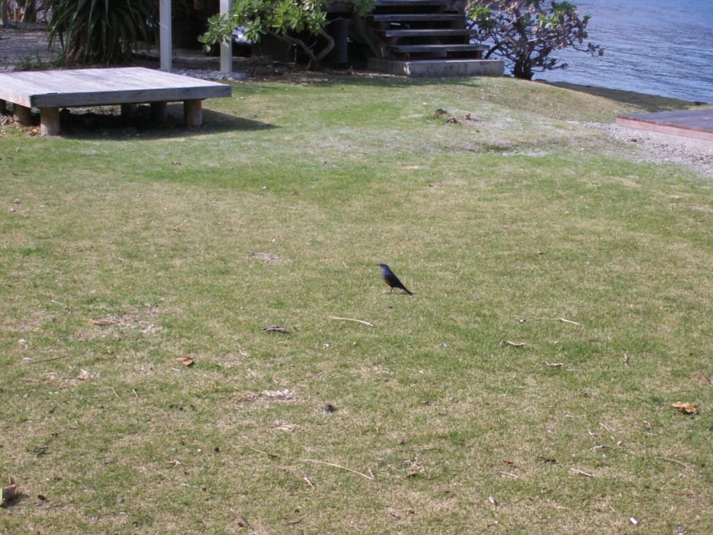 父島初寝浦にたたずむ小鳥