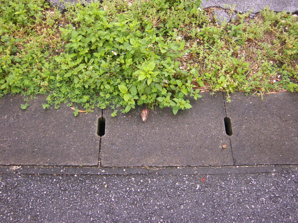 宮古島で2月に道端を這うかたつむり