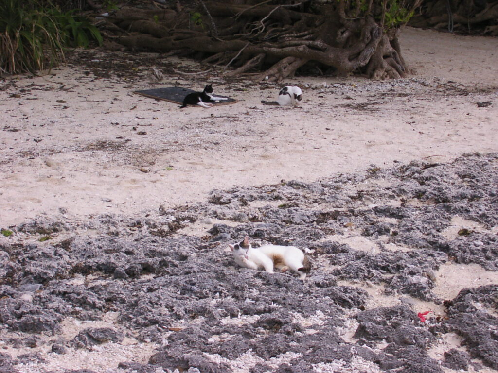 竹富島カイジ浜で寝そべる3匹の猫
