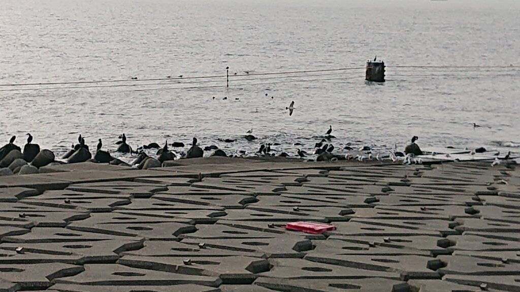 海ほたる 護岸 海鳥 休憩