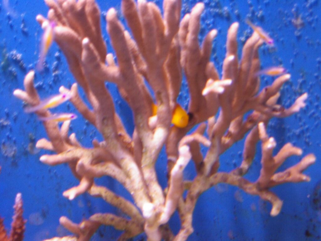 美ら海水族館のキイロサンゴハゼ