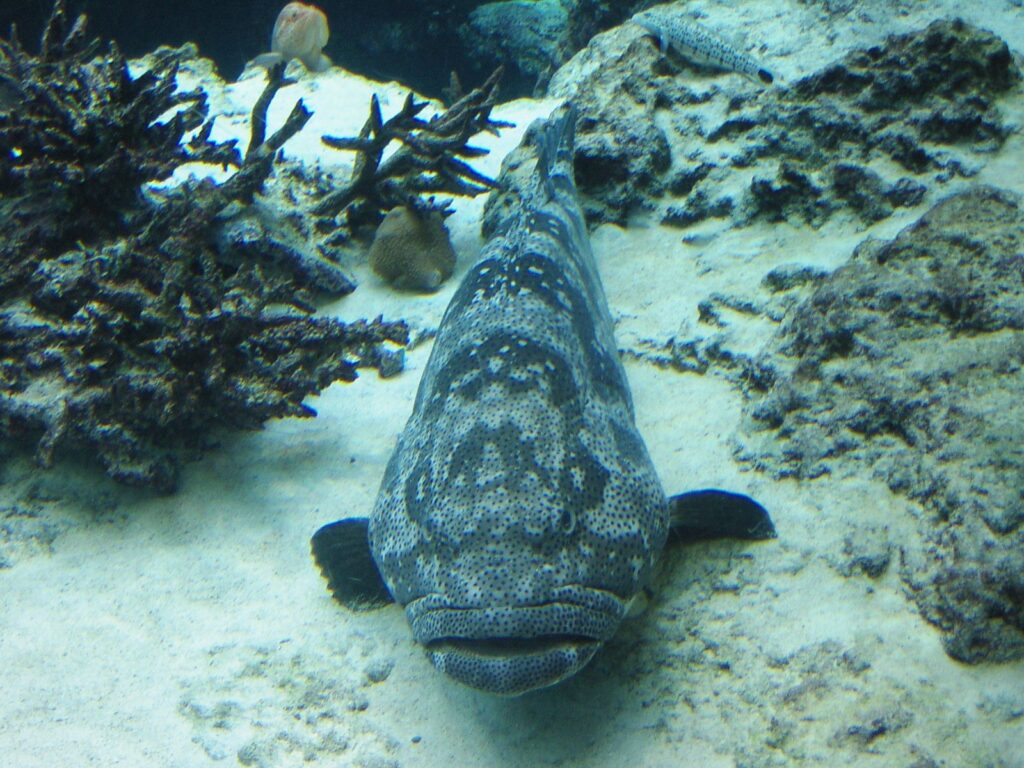 美ら海水族館の変わった顔の魚