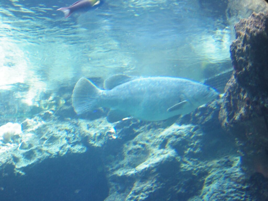 美ら海水族館変わった顔の魚