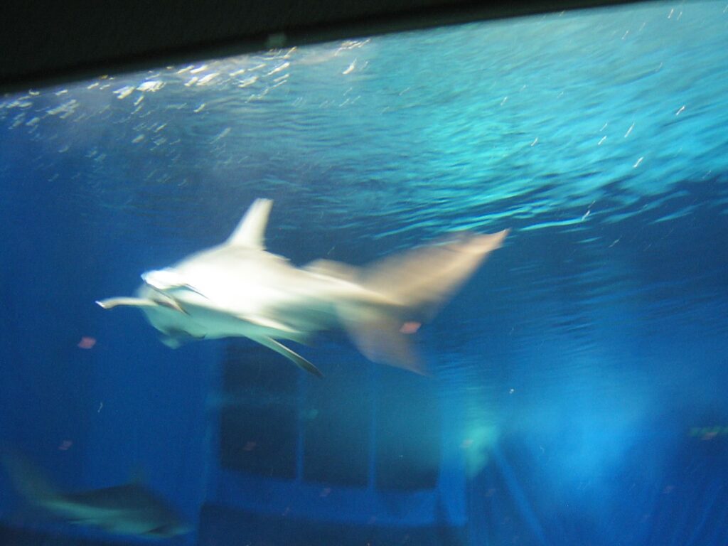 美ら海水族館のジョーズ(2)