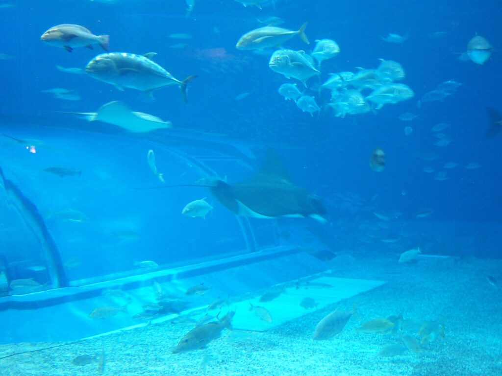 美ら海水族館のエイ(1)