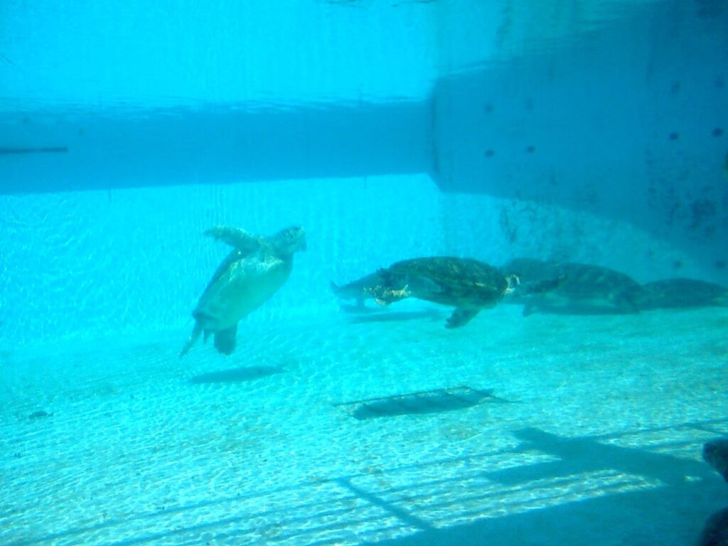 海洋博公園のウミガメ館