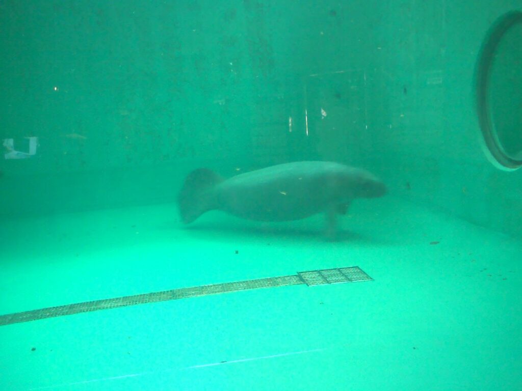 海洋博公園のマナティー館