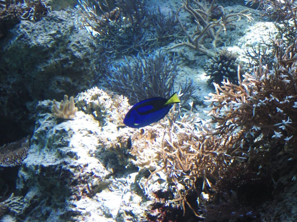美ら海水族館のナンヨウハギ