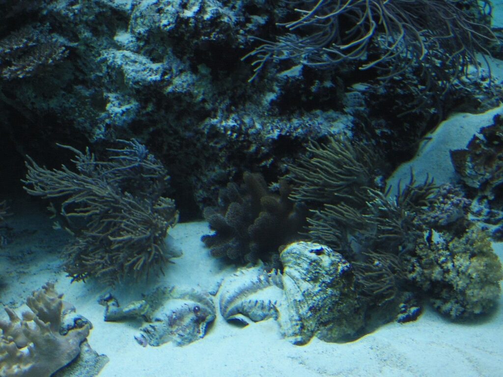 美ら海水族館のサンゴたち
