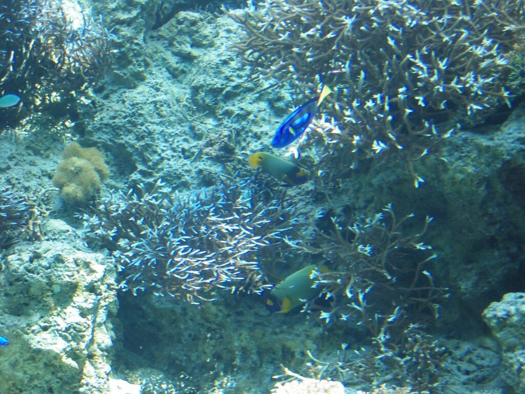 美ら海水族館の熱帯魚(2)
