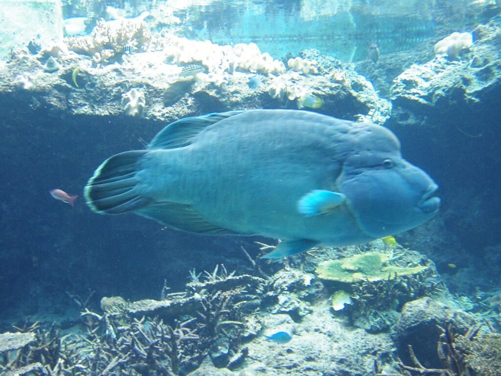 美ら海水族館のメガネモチノウオ
