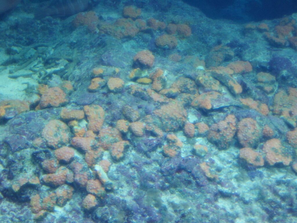 美ら海水族館のサンゴ