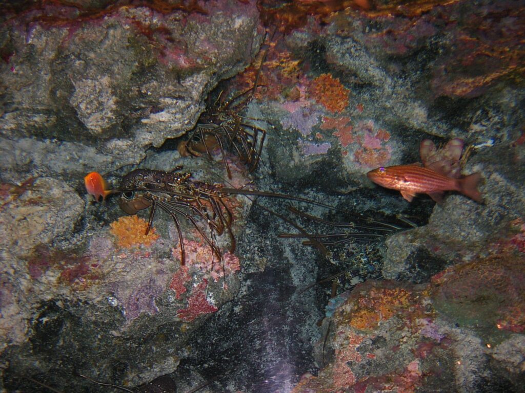 美ら海水族館のエビ
