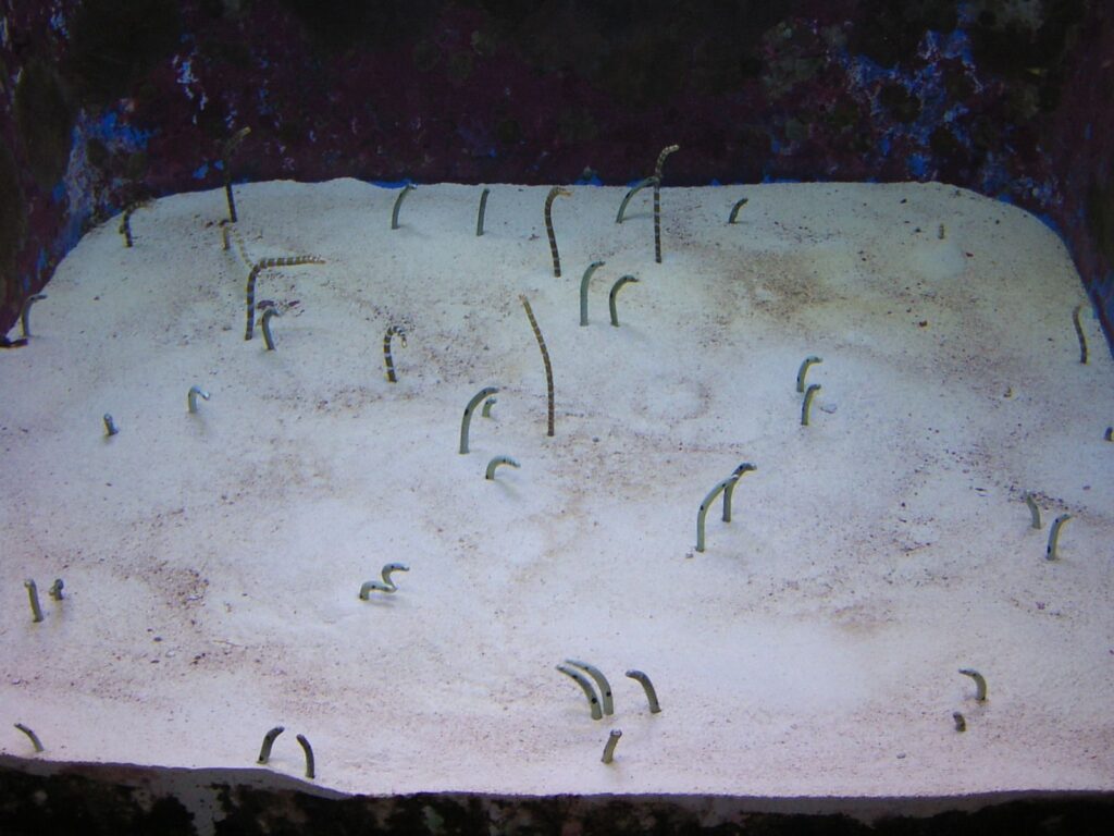 美ら海水族館のチンアナゴ