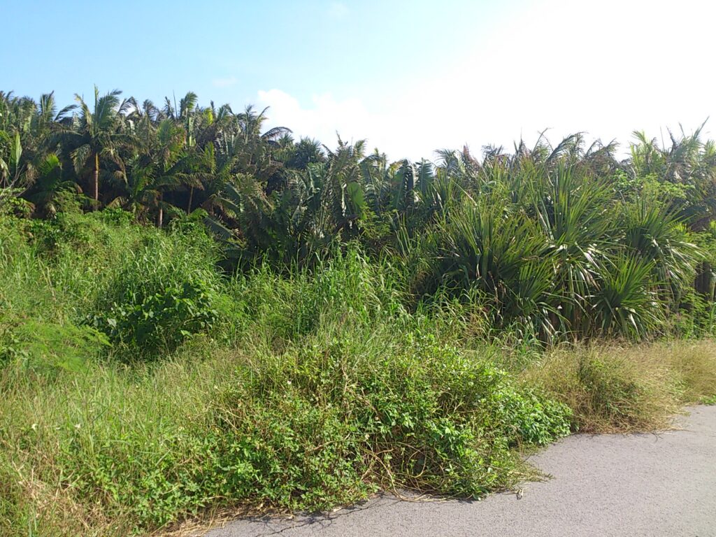 西表島の人里に迫るジャングル