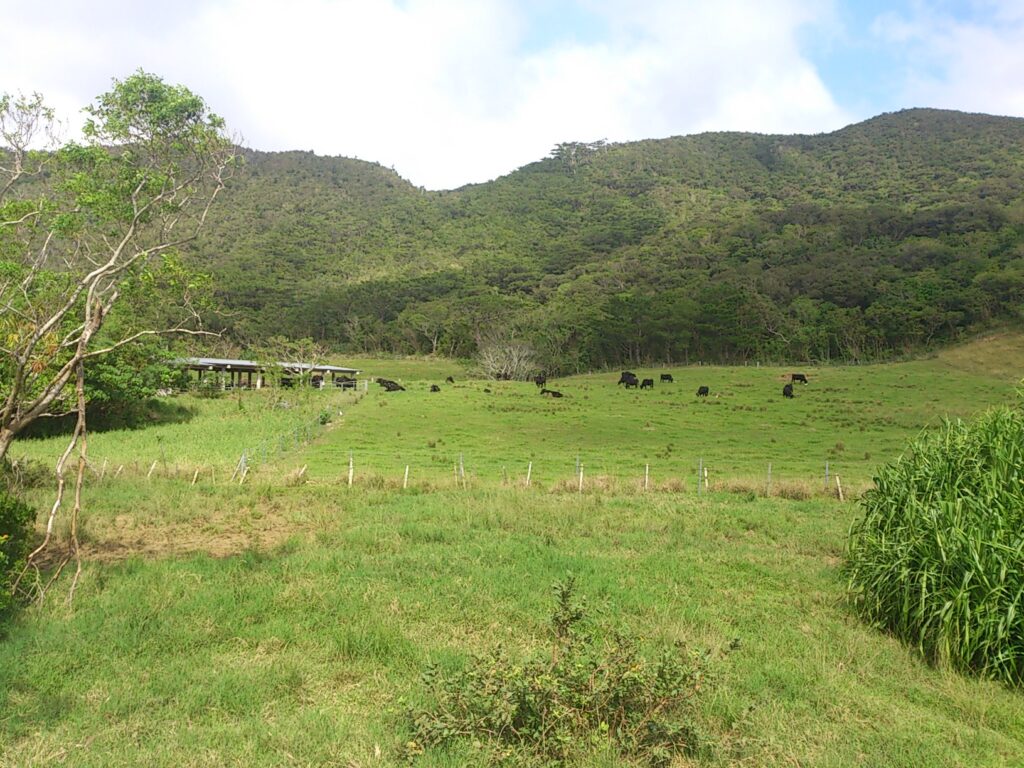 西表島では牛が柵の中で放牧されている