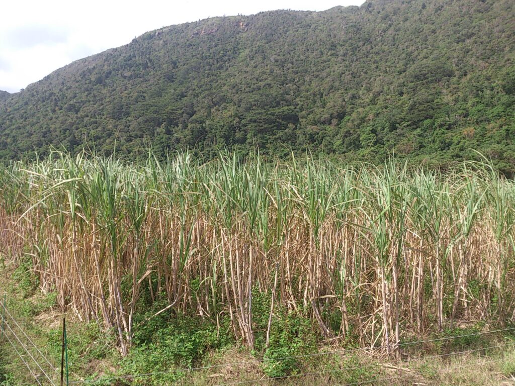 西表島のさとうきび畑