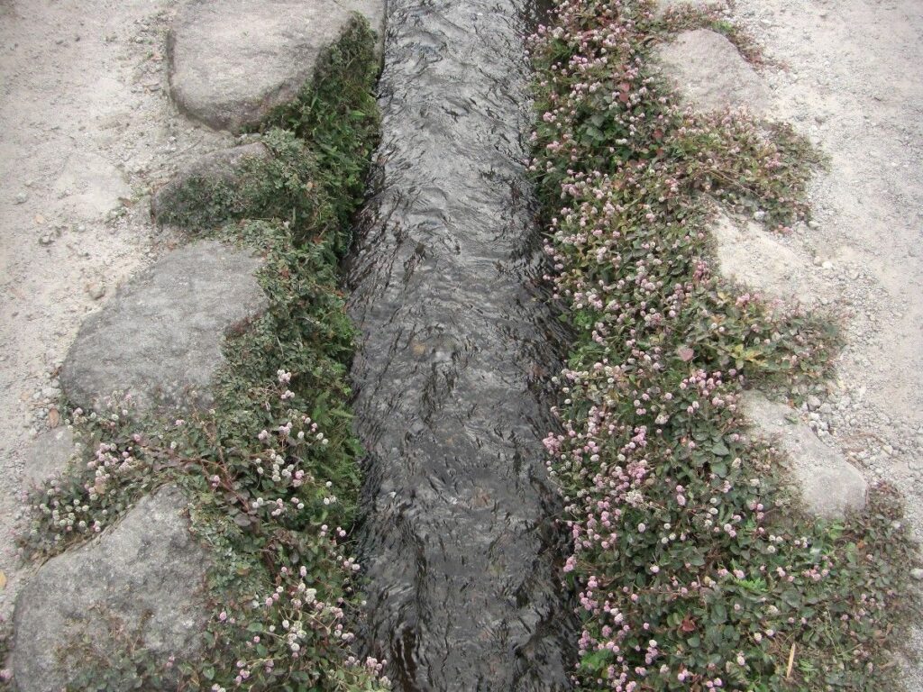 島原武家屋敷・水路は清流