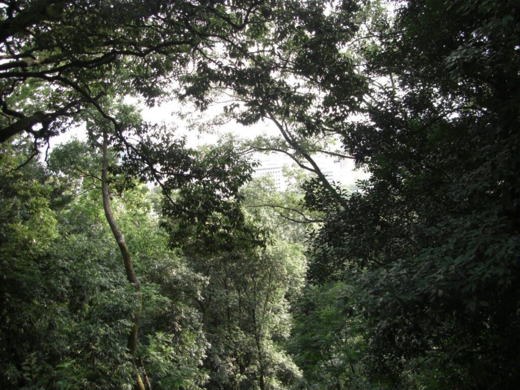 松山城黒門口登城道・鬱蒼とした森