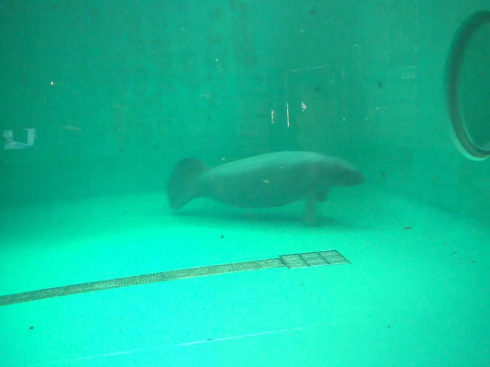 海洋博公園のマナティー館