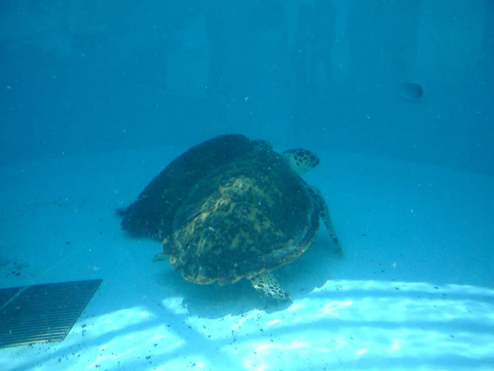 海洋博公園イルカスタジオのウミガメ