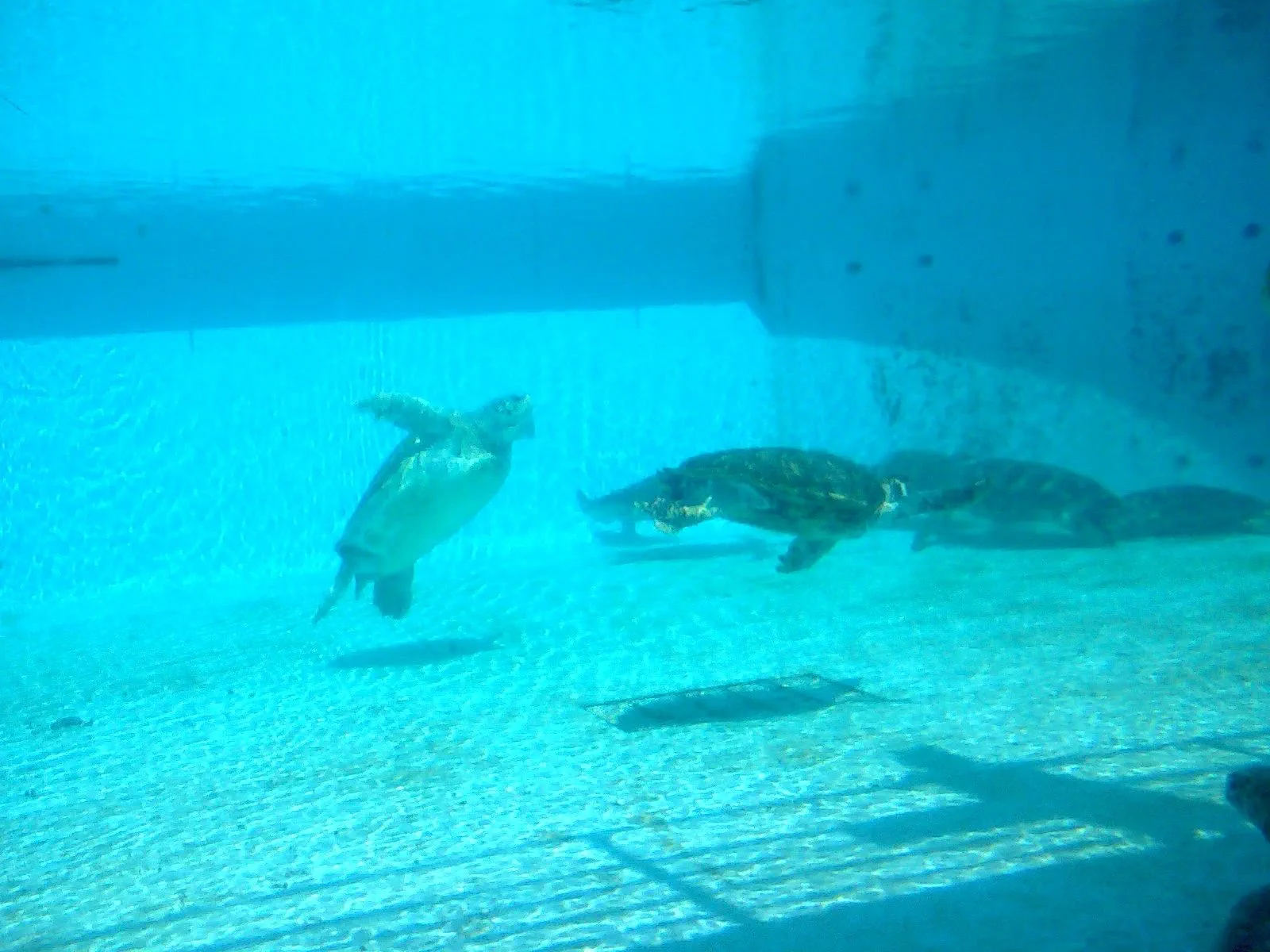 海洋博公園のウミガメ館