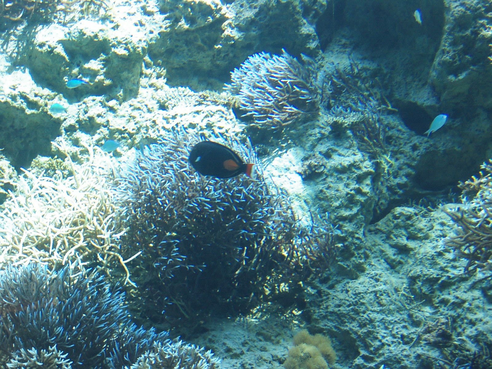 美ら海水族館のアカツキハギ。これもひらひら泳いでいる。黒にオレンジって巨人軍か。