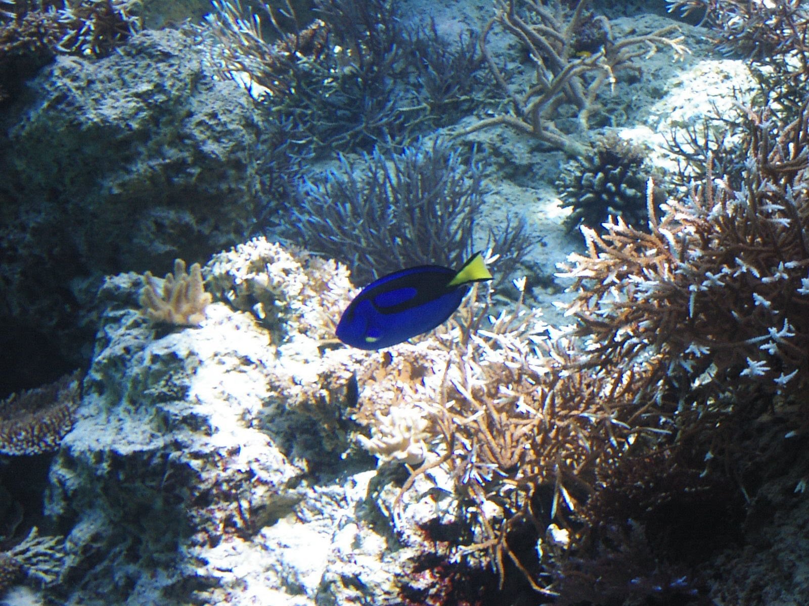 美ら海水族館のナンヨウハギ。濃紺とレモン色のコントラストが美しい。