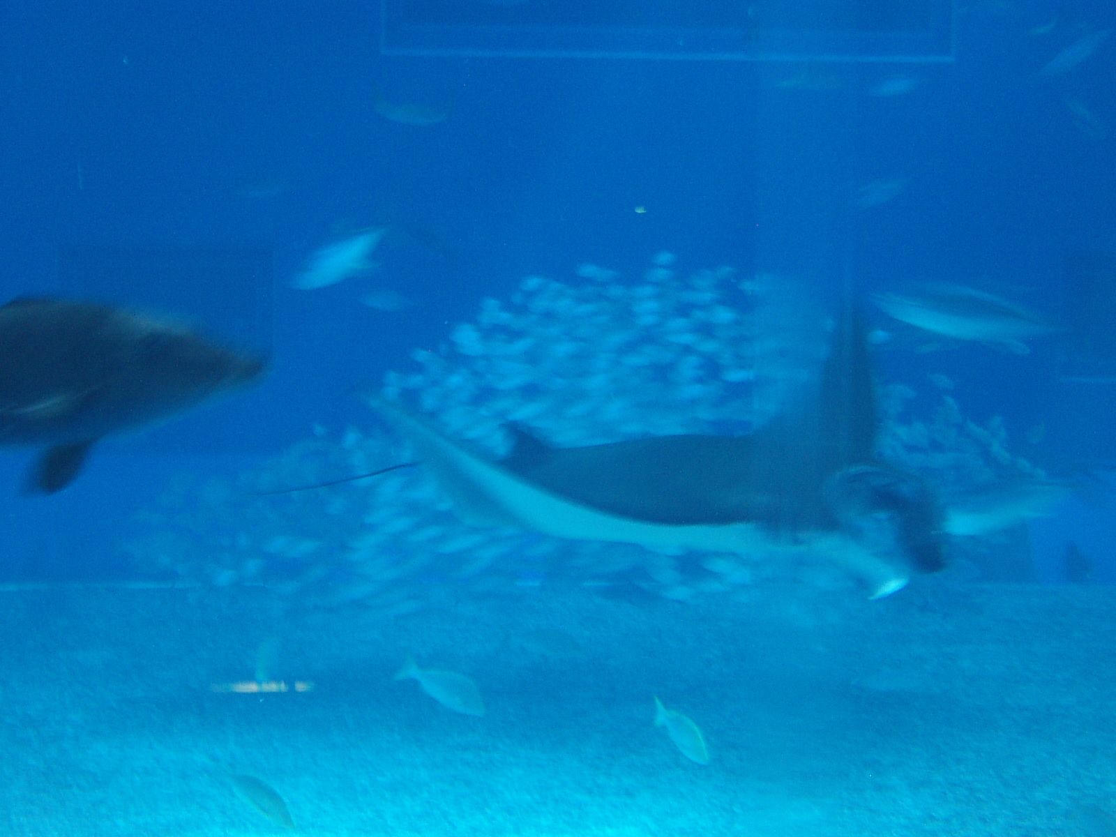 美ら海水族館のエイが近くにやってきた