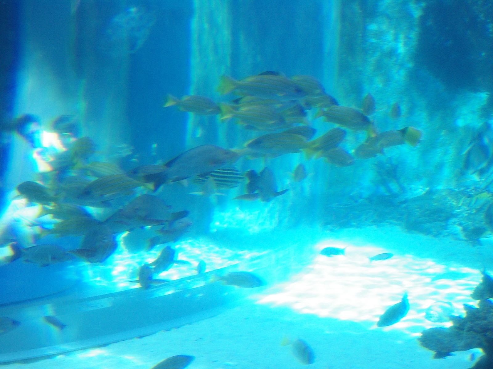 美ら海水族館のロクセンフエダイの群れ