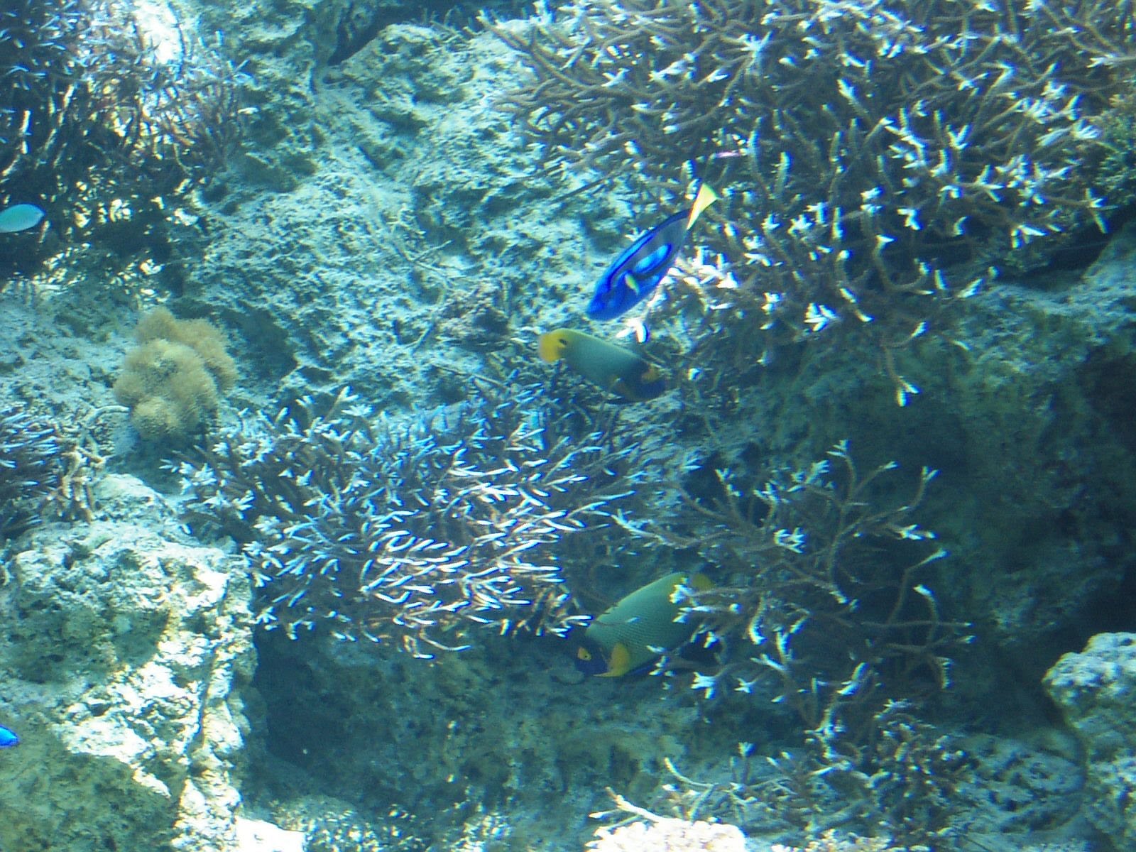 美ら海水族館でひらひら泳ぐ青い熱帯魚