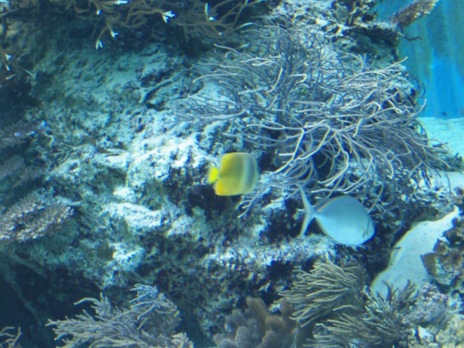 美ら海水族館でひらひら泳ぐ黄色い熱帯魚