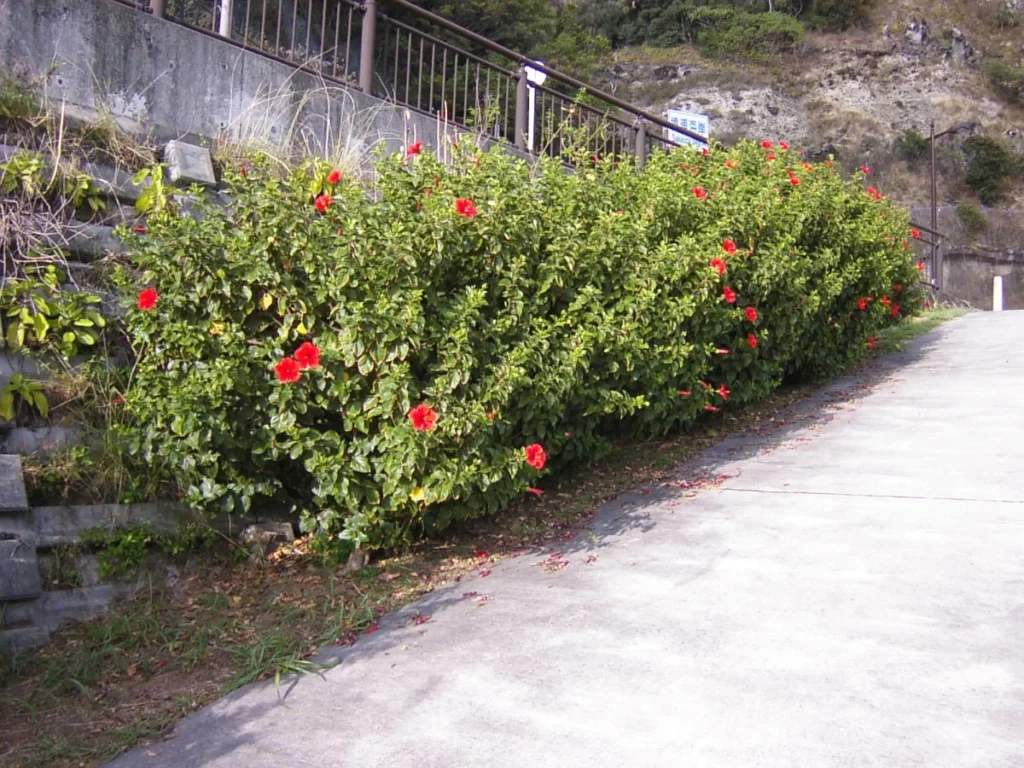 父島の道路脇に植えられたハイビスカスの生垣