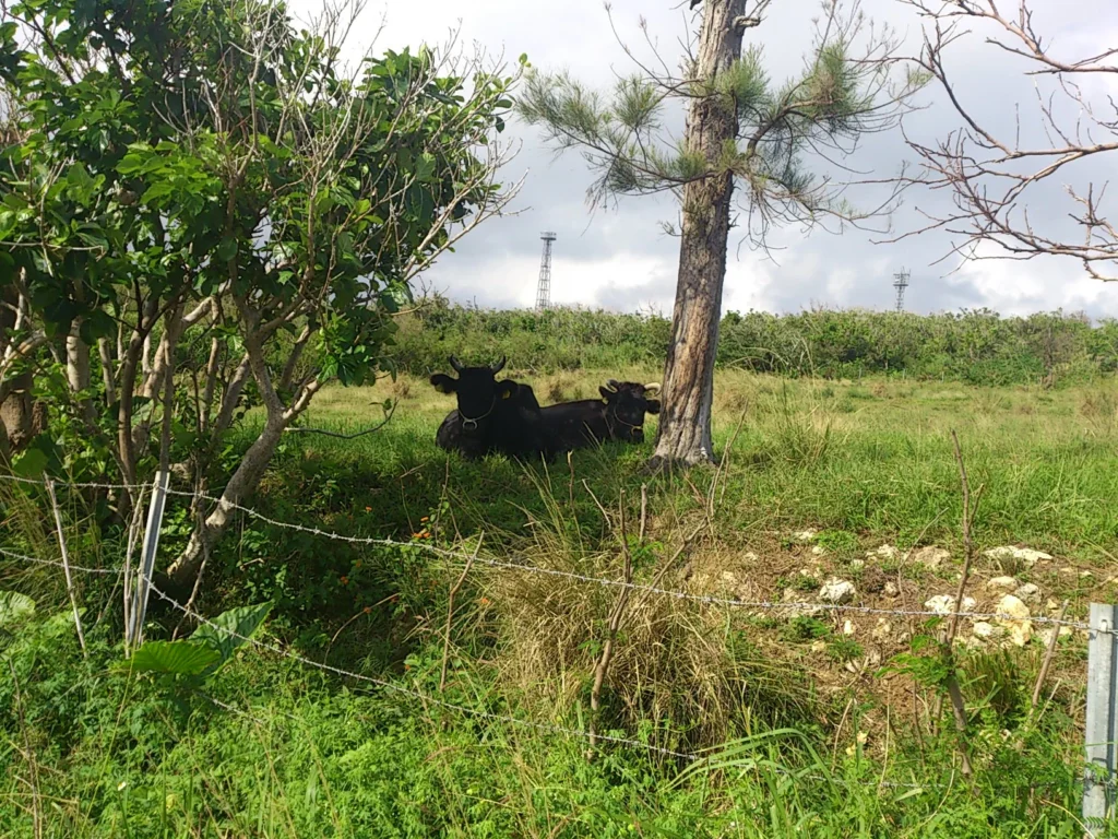 木陰で涼む黒牛たち。のどかな島の時間が流れている。牛ものんびり。よく見るとちゃんとタグもついている。君たちもうすぐ食べられちゃうんだよ。