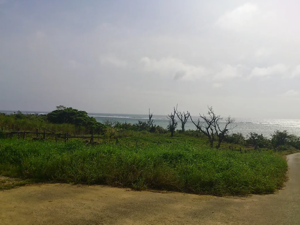 海風にさらされたのか、立ち枯れた木々が独特のシルエットを描く。