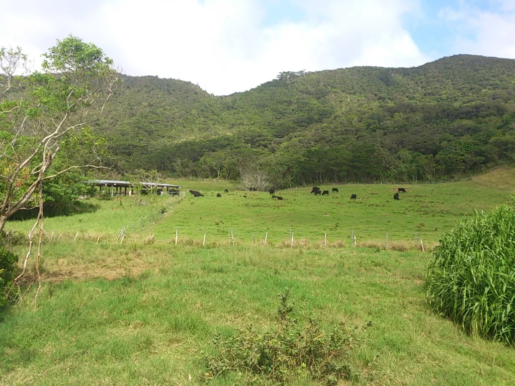 迫りくる緑の山と、草を食む牛たち。西表島は海だけでなく、山の島でもあることを実感する。