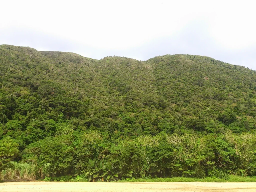 隙間なく木々に覆われた山肌。これぞ「東洋のガラパゴス」と呼ばれる島の植生だ。