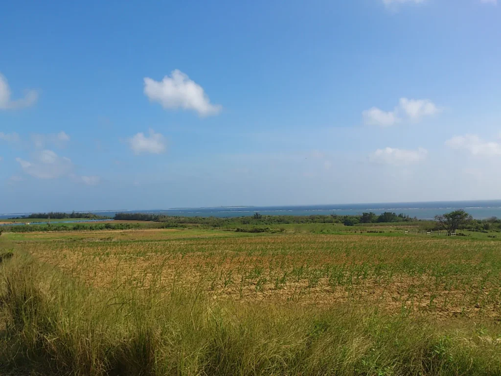 畑の向こうに広がる海。緑と青のコントラストが目に鮮やかだ。