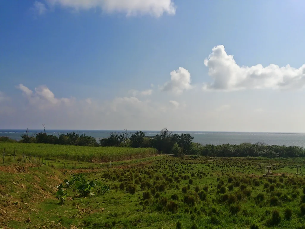 緑の丘陵と、その先に続く海。西表島の自然の豊かさを感じるパノラマ。