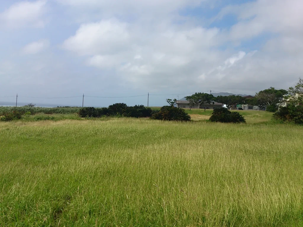 ソテツの植栽と民家。観光地ではない、島の日常の風景。