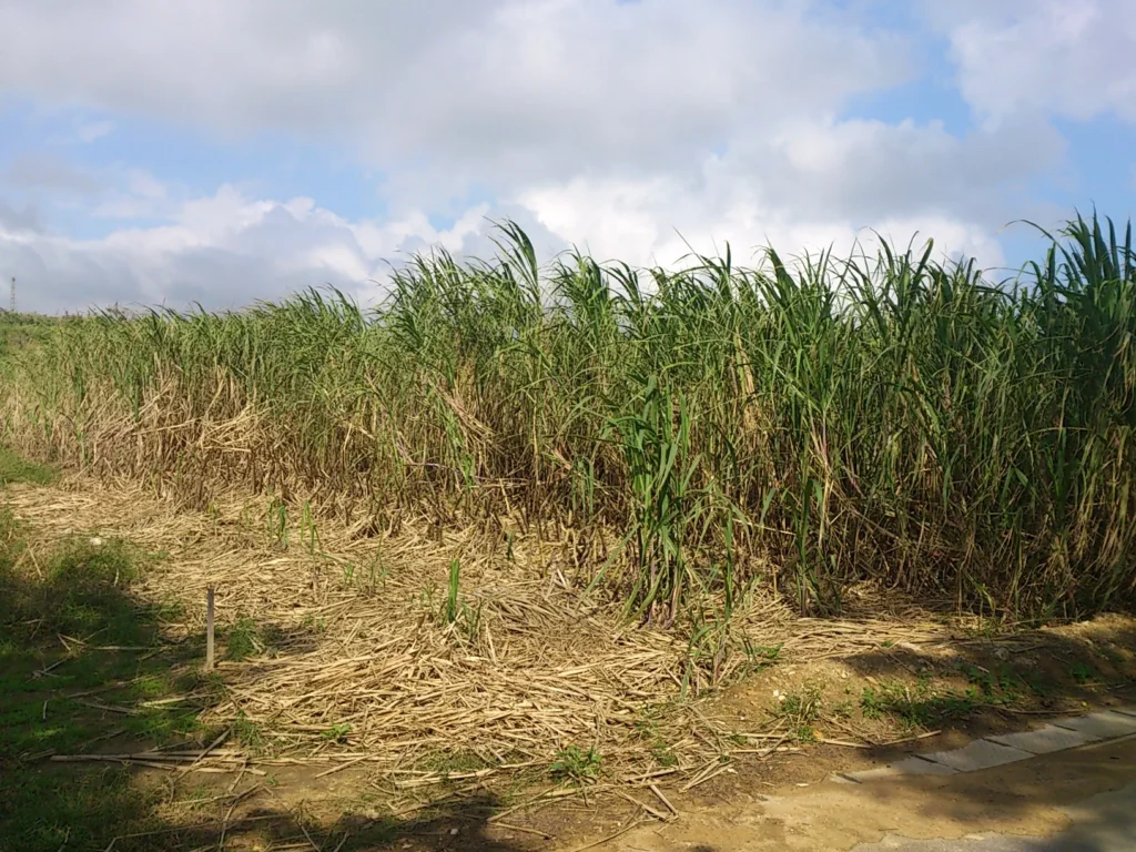 ざわわ、ざわわ。背丈以上に伸びたサトウキビ畑が風に揺れる。