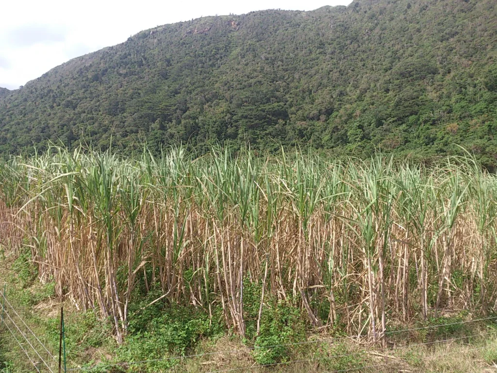 収穫を待つサトウキビ。背後の山の緑深さと相まって、強い生命力を感じる。