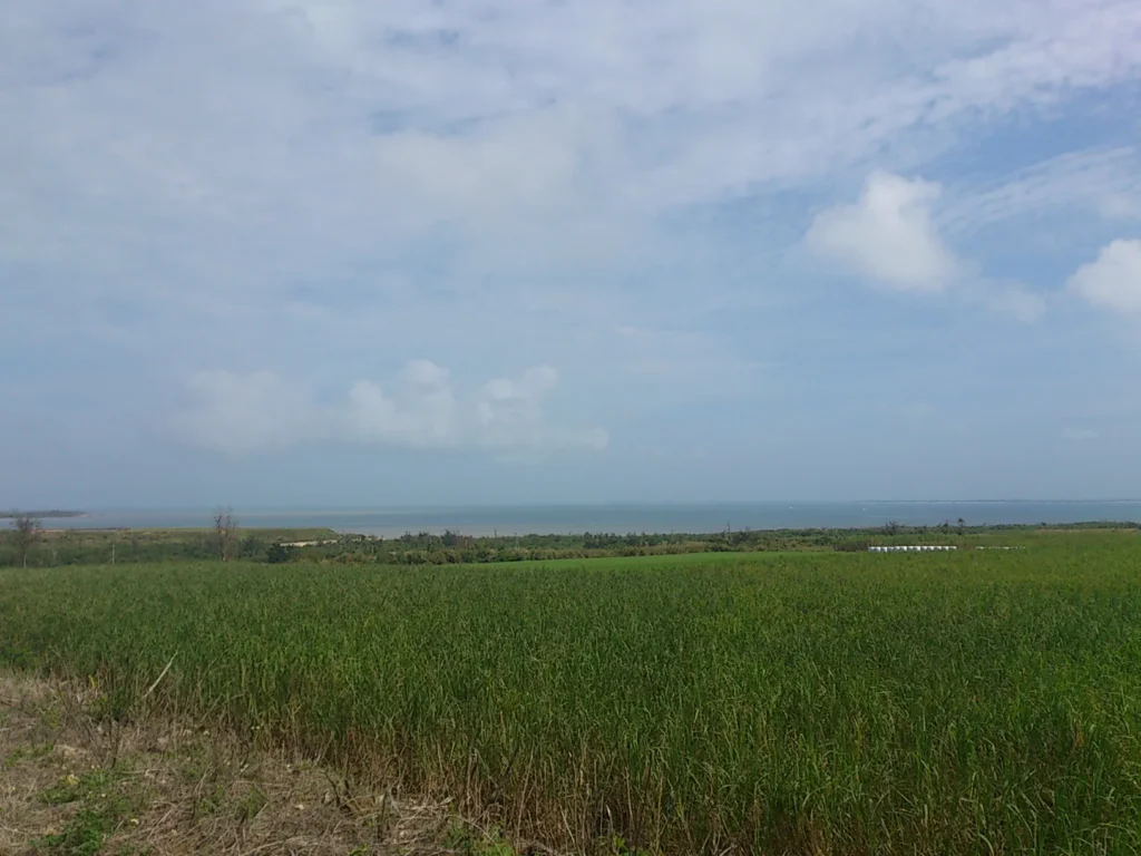 どこまでも広がる緑の絨毯。空の広さに、思わず深呼吸したくなる。遠くの海は、フィリピンの巨大台風の影響で荒れている。