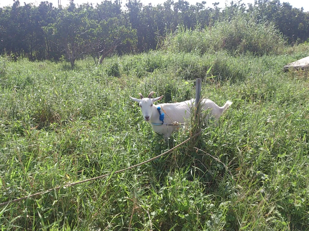 西表島にはあちこちにヤギがいる。人に好奇心を持っているようで、逃げることなくこちらを見ている。寝そべって草をむしゃむしゃ食べる様子は見ていて癒される。