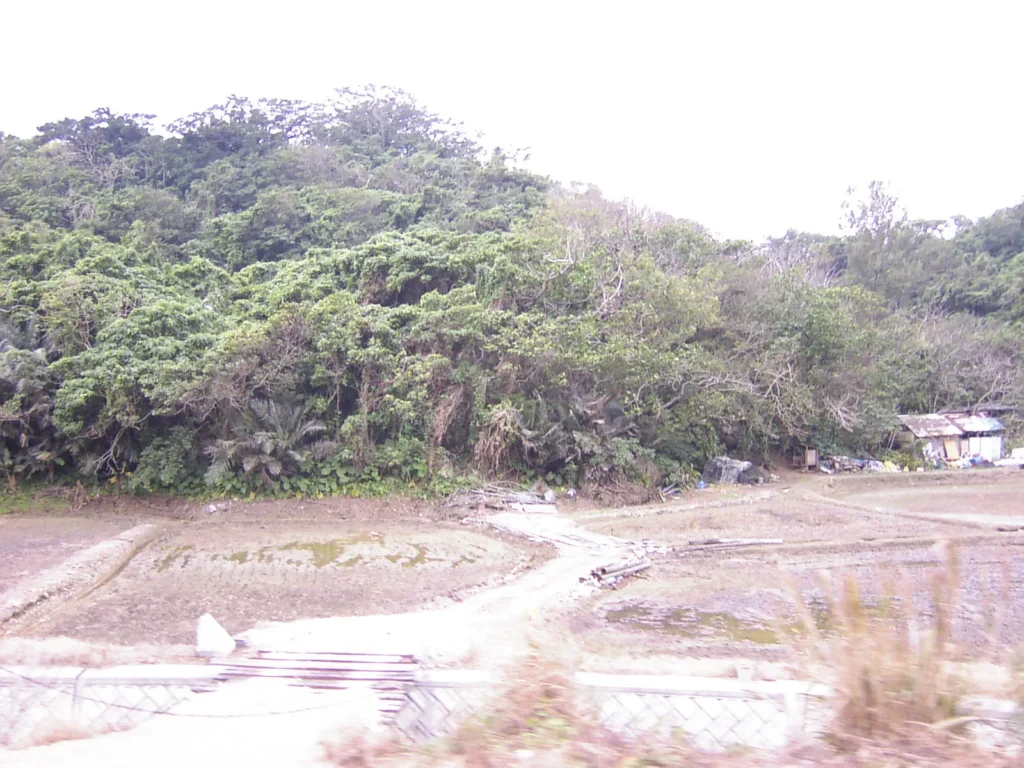 石垣島のバンナ公園付近に広がる亜熱帯のジャングル。鬱蒼とした緑が島の豊かな自然を象徴している。