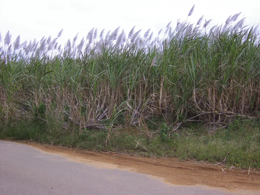 石垣島北端の平野地区に広がる広大なさとうきび畑。沖縄の主要作物であり、風に揺れる様子が南国情緒を醸し出す。
