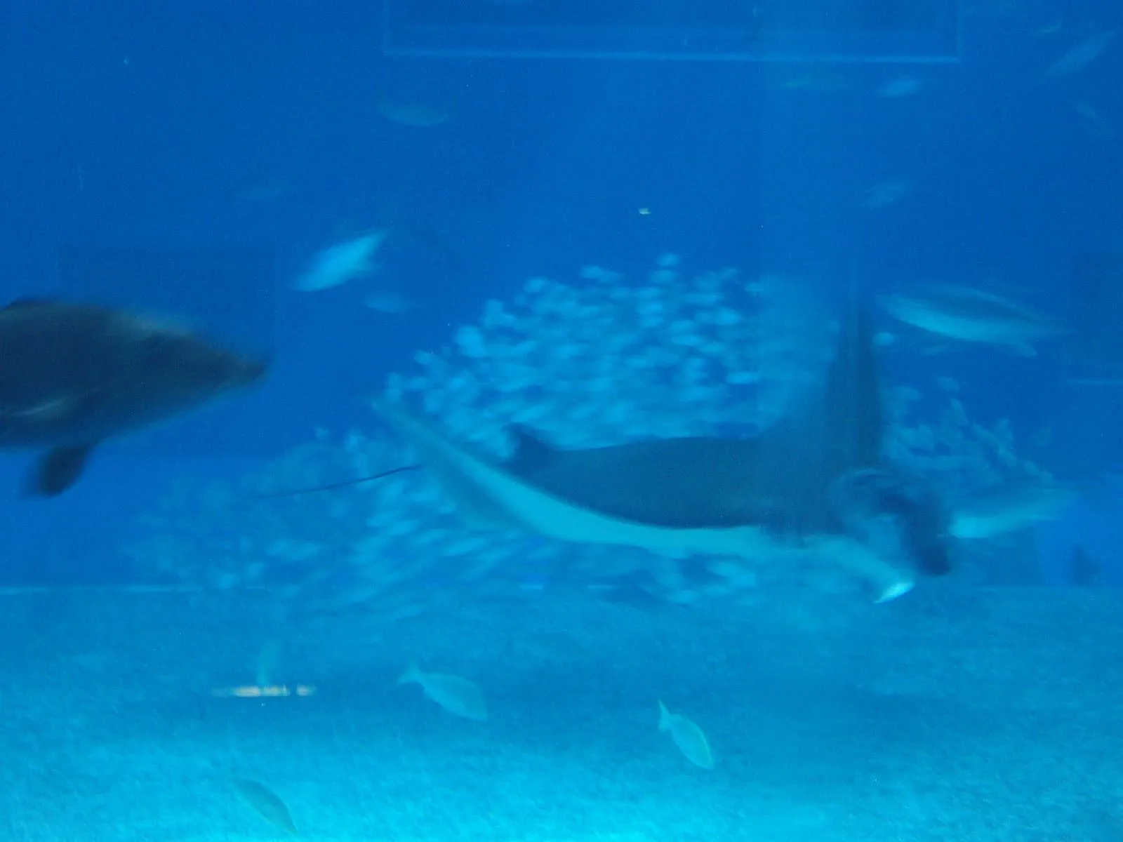 美ら海水族館のエイが近くにやってきた