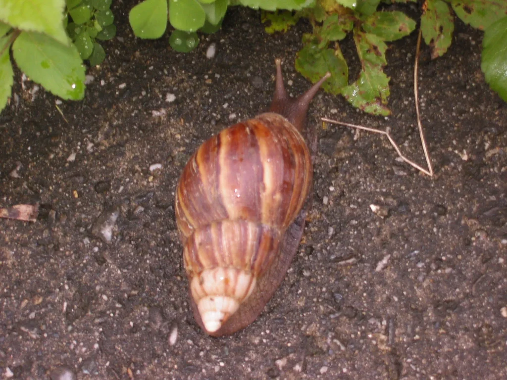 アフリカマイマイは広東住血線虫の中間宿主となる場合があるため、見かけても絶対に素手で触れてはいけない。